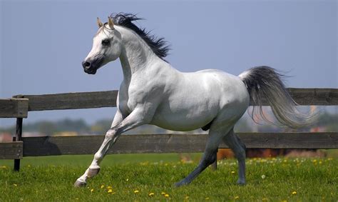 ode aan het witte paard hypo focus paardenfotografie