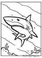 Sharks Iheartcraftythings sketch template