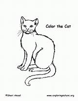 Coloring Cat Pichers Educational Exploring Resource Nature Popular Coloringhome sketch template