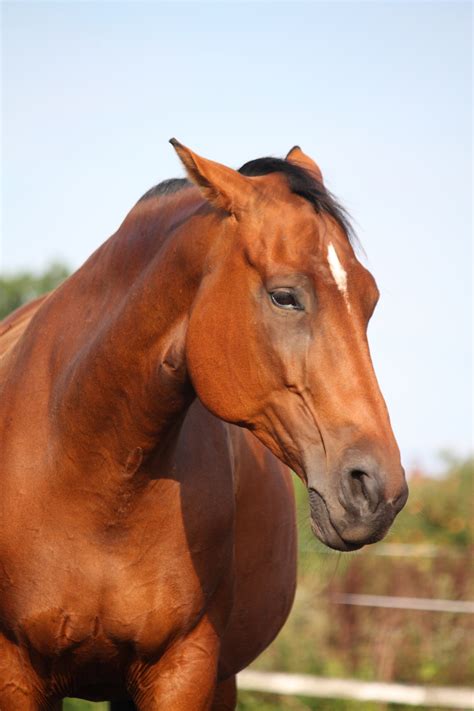 horse  acting    stressed equimed horse health matters