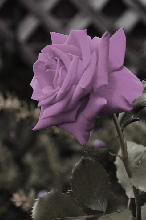 lilac rose photograph  vijay sharon govender fine art america