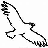 Adler Mewarnai Elang Seagull Beak Garuda Aguilas Istimewa Burung Iconfinder sketch template
