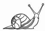 Snail Drawing Drawings Snails Shell Coloring Realistic Line Clipart Pages Simple Sea Template Cliparts Clip Shells Pencil Land Az Animals sketch template