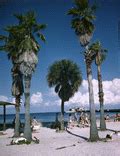 florida memory view showing palm trees  beach visitors  spa