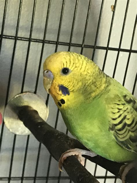 1 Year Old Budgies Unsure Of Gender Please Help What Sex Is My