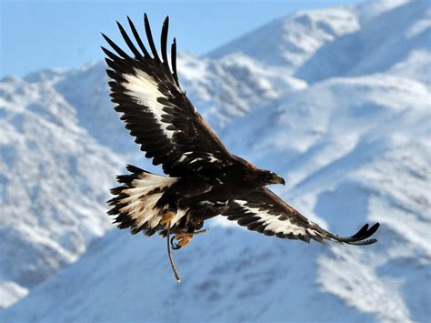 golden eagle population set  soar   million funding injection  independent