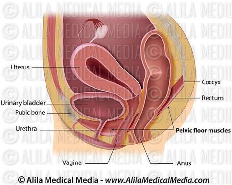 Alila Medical Media Female Reproductive Organs Labeled