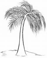 Palm Tree Draw Sabal Sketch Coloring Pages Trees Template Drawing sketch template