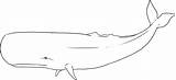 Sperm Whales Killer sketch template