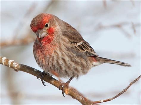 red finch bird facts haemorhous mexicanus   animals