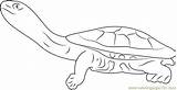 Neck Turtle Long Coloring Eastern Turtles Coloringpages101 Pages sketch template