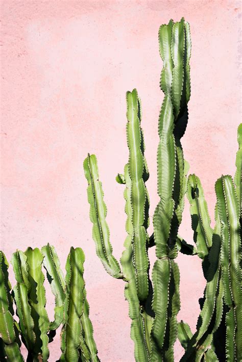 plants  pink cactus