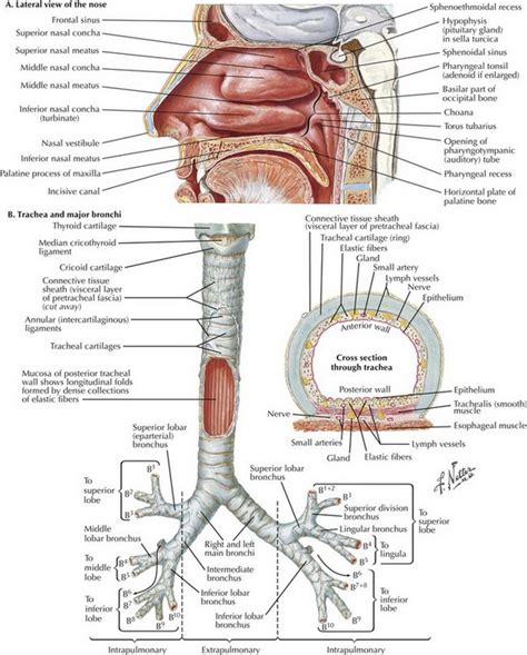 tracheal intubation  endoscopic anatomy basicmedical key