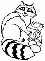 Raccoon Racoon Clipartmag sketch template