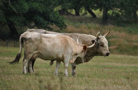 breeding  blog visiting chillingham cattle    white