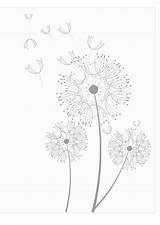 Coloring Dandelions Dandelion Pages Adult Color Drawing Printable Sheets Watercolor Flower Drawings Visit sketch template