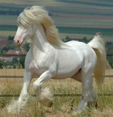 worlds  beautiful horse breeds    world hubpages