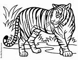 Mewarnai Harimau Colouring Coloringhome Bengal Mammals Hewan Pemandangan sketch template