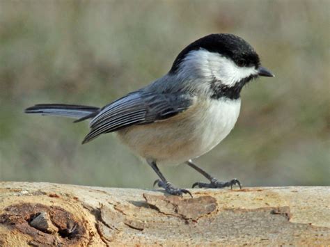 chickadees wallpapers wallpaper cave