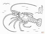 Coloring Lobster Pages Mediterranean Printable Drawing Crustacean Color Lobsters Supercoloring Animals Drawings Print sketch template