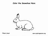 Hare Coloring Snowshoe Snow Shoe Pages Exploringnature Template sketch template