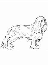 Cavalier Charles Spaniel Colouring Cocker Supercoloring sketch template