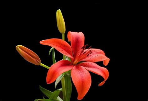 lily flowers wallpapers hd wallpapers id  vrogueco