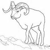 Sheep Coloring Printable Bighorn Pages Color Rocky Mountain Dall Version Click sketch template