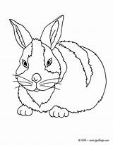 Conejo Conejos Bunny Kaninchen Arlequin Animales Hellokids Orejas Ausdrucken Lapin Carotte Dibujo Línea sketch template