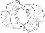 Betta Pisces Fish Coloring Drawing Pages Tattoo Flash Drawings Tattoos Outline Easy Nice Designlooter Ocean Koi 445px 85kb Trend Visit sketch template