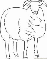 Sheep Coloring Pages Coloringpages101 Online sketch template