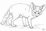 Fennec Fox Coloring Pages Drawing Printable Realistic Bat Eared Drawings sketch template
