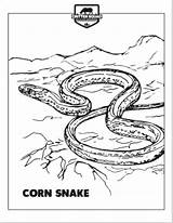 Coloring Snake Pages Corn sketch template
