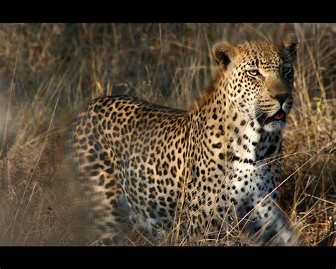 leopard pictures facts page