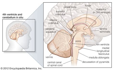brainstem definition structure function britannica
