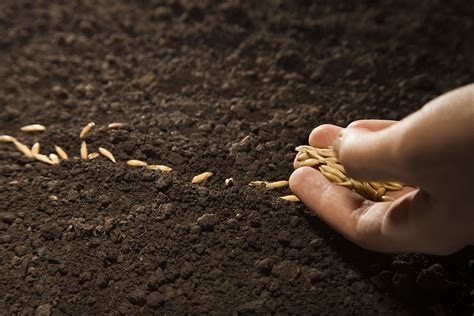 da semente homenagem visa  valorizacao da semente   agronegocio foco rural  agro