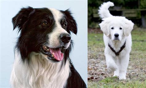 polish tatra sheepdog  border collie breed comparison