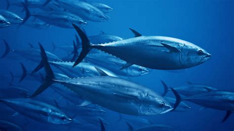 bluefin tuna   expensive  tuna  sold   million slviki