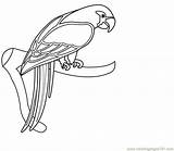 Coloring Parrot Pages Popular Printable sketch template
