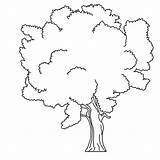 Coloriage Arbre Baum Leaves Drzewa Malvorlagen Imprimer Fensterbilder Drzewo Kolorowanka Kolorowanki sketch template