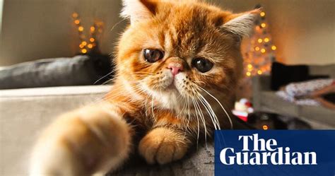Naughty Kittens And Cheeky Cats Your Best Pictures Life And Style