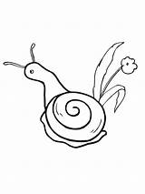 Colorare Lumaca Schnecke Disegni Ausmalbild Blume Bambini Snail Molluschi Kategorien Printmania sketch template
