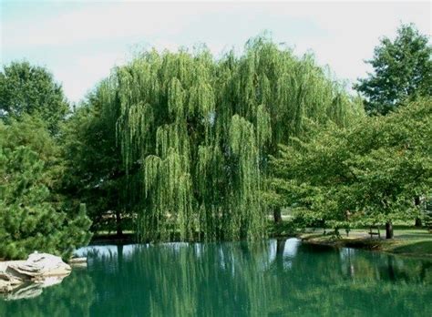 43 Best Weeping Willow Trees Images On Pinterest