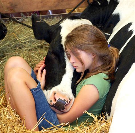 girl and cow flickr photo sharing