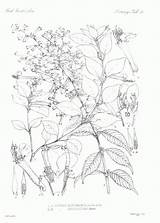 Botany Sheets Pagew sketch template