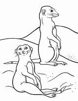 Meerkat Animal Desert sketch template