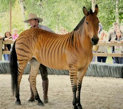 meet  zorse  zebra horse hybrid   people dont  exists rpics