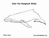Whale Humpback Coloring Labeling Exploringnature sketch template