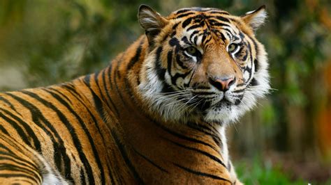 sumatran tiger images