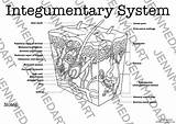 Integumentary System Labeled sketch template